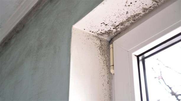Best Local Mold Removal Service  in Millbrae, CA