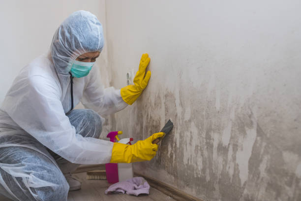 Best Mold Cleaning Services  in Millbrae, CA