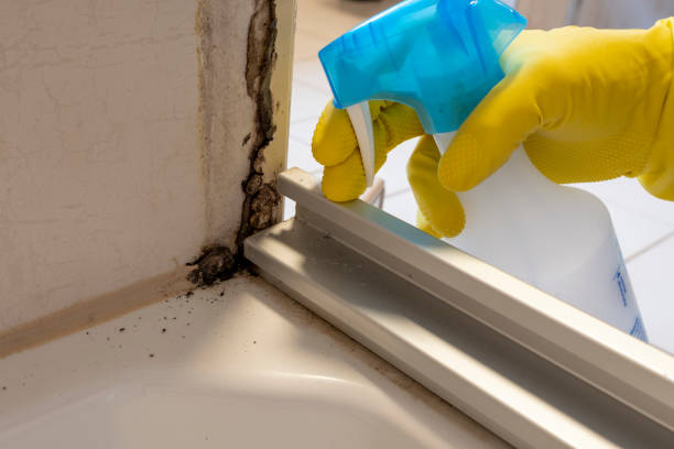 Best Emergency Mold Removal  in Millbrae, CA