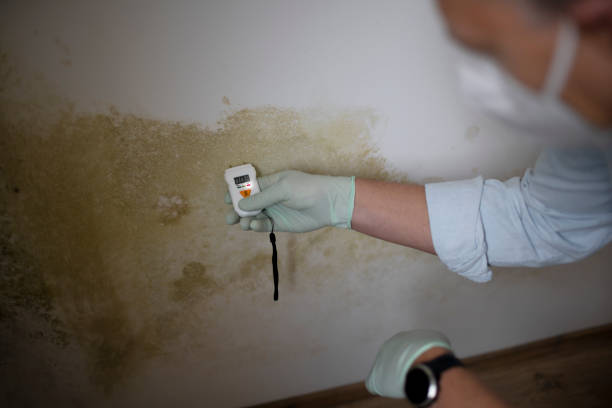 Best Certified Mold Removal  in Millbrae, CA