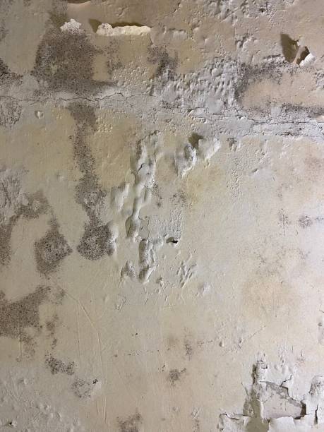 Best Mold Testing  in Millbrae, CA