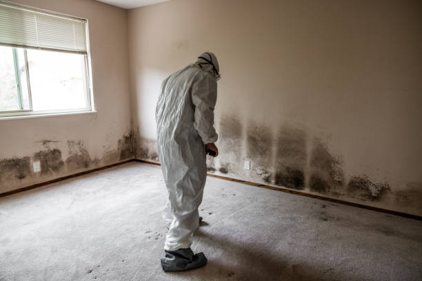 Millbrae, CA Mold Removal Company