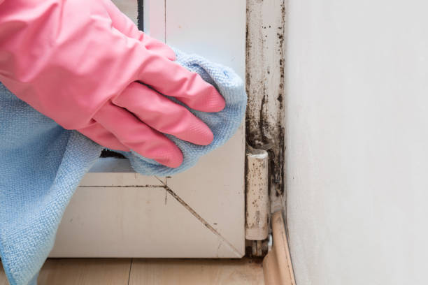 Best Home Mold Removal  in Millbrae, CA