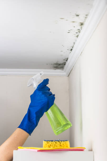 Mold Testing and Removal in Millbrae, CA