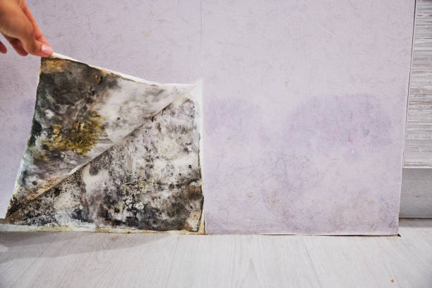 Best Office Mold Removal Services  in Millbrae, CA